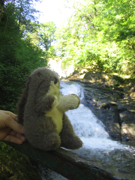 Veverka u Vlaštovčích vodopádů 