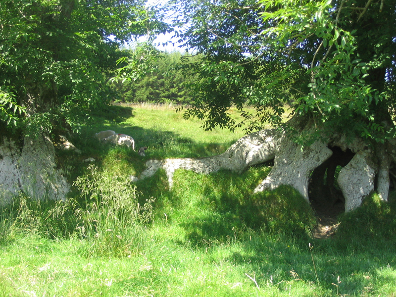 Veverka, doupě i ofce