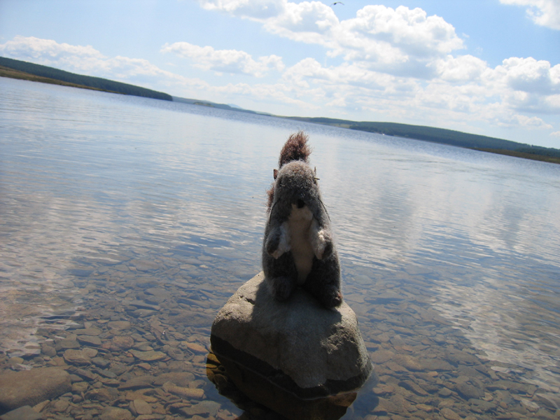 Veverka na Llyn Brenig