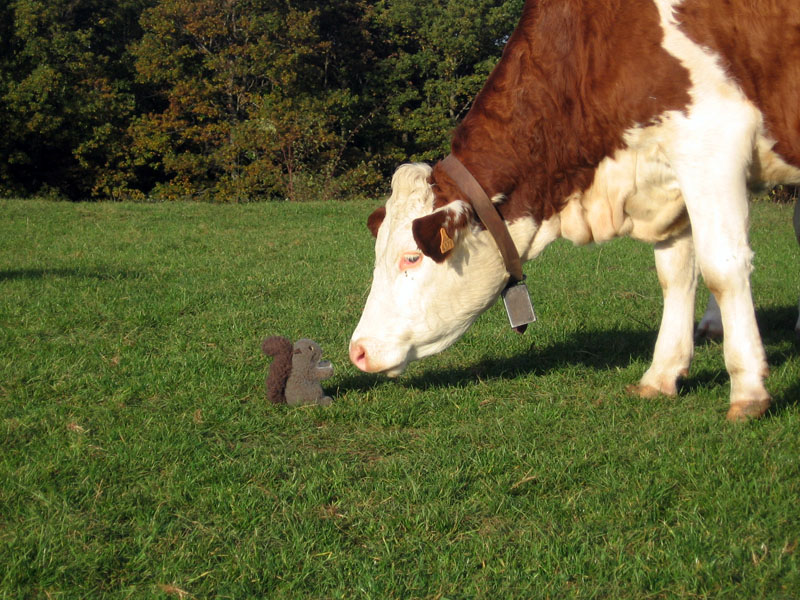 Veverka sbírá kontakty