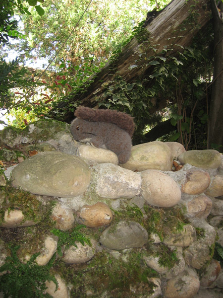 Veverka leze do zahrady