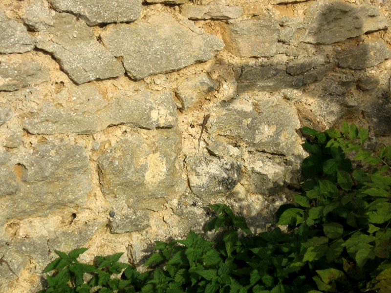 Ještěrka na Allymes