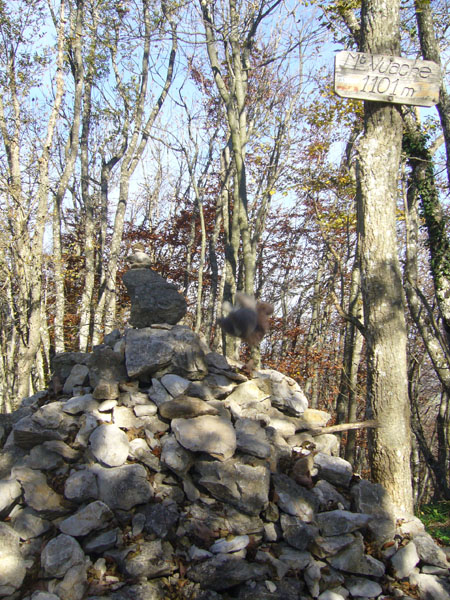 Veverka to bere hopem