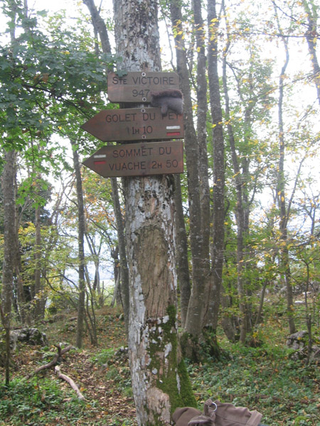 Veverka na kopci svaté Viktorky