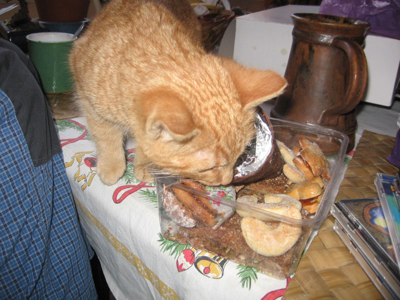 Provozuschopná kočka