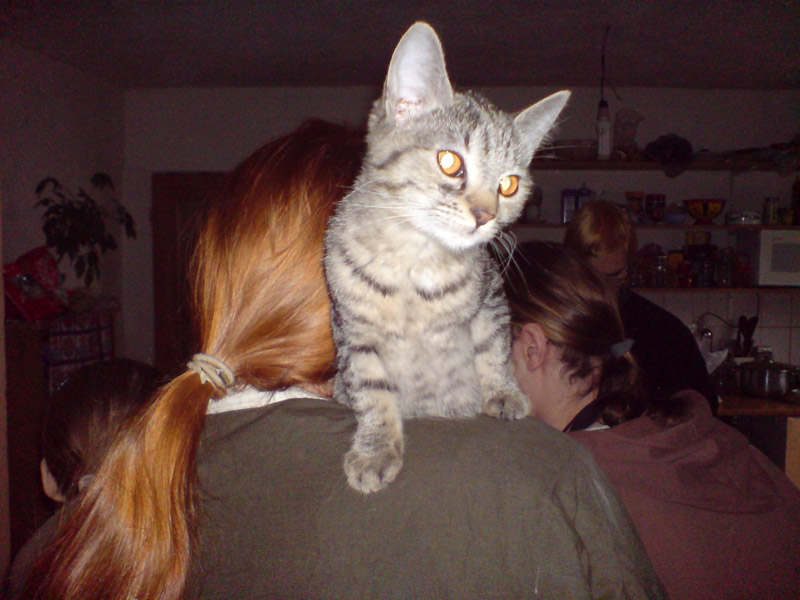 Šestistěnka však převyšuje i PJe