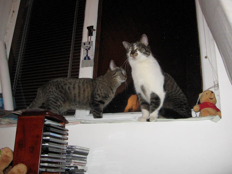 Leonidás je na dobrodruhy hrdý