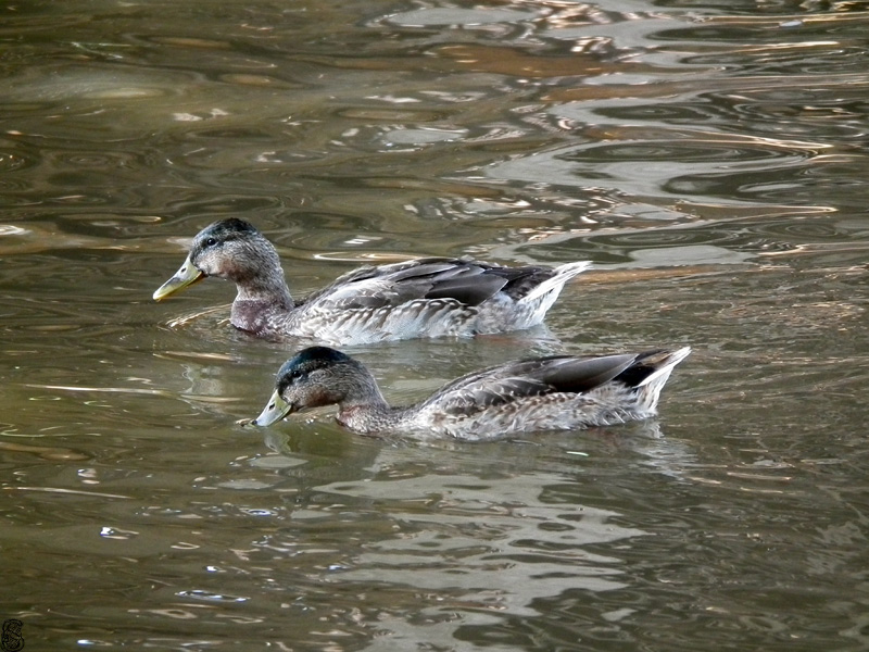 Kačenky ulovené beze zbraní