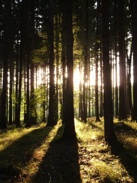 Nad jejich hroby tiše šumí hvozdy