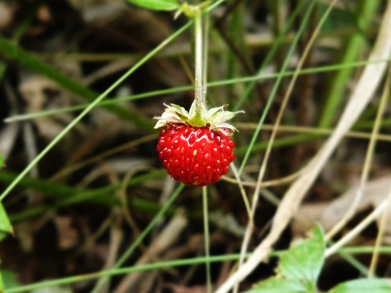 Vydali jsme se do hvozdů resuscitovat Tangrob
