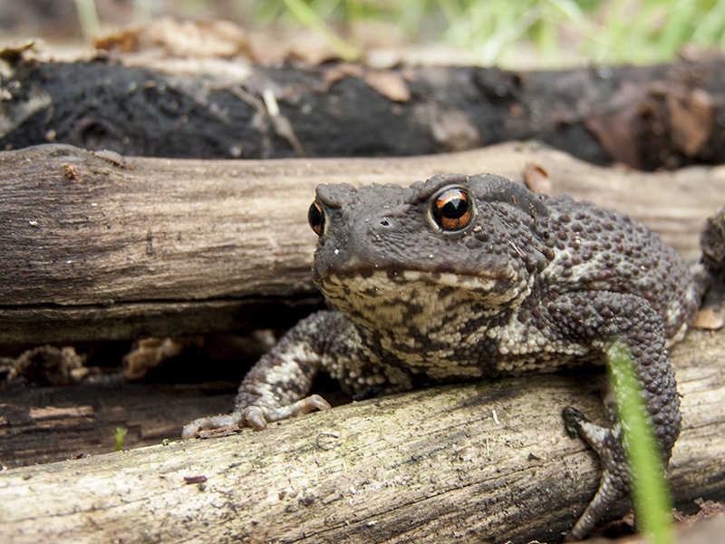 Ropucha střežící dřevo