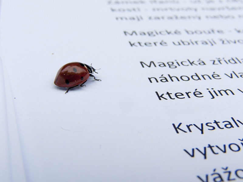 Beruška zkoumá PJovy poznámky