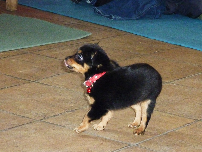 Takže jsme nemuseli sníst to, co pobíhalo kolem